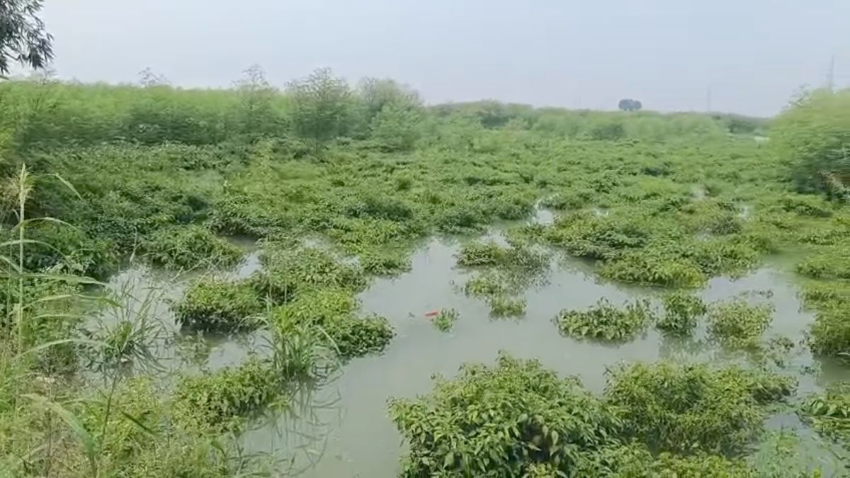 पशुपालकों के सामने चारे का संकट