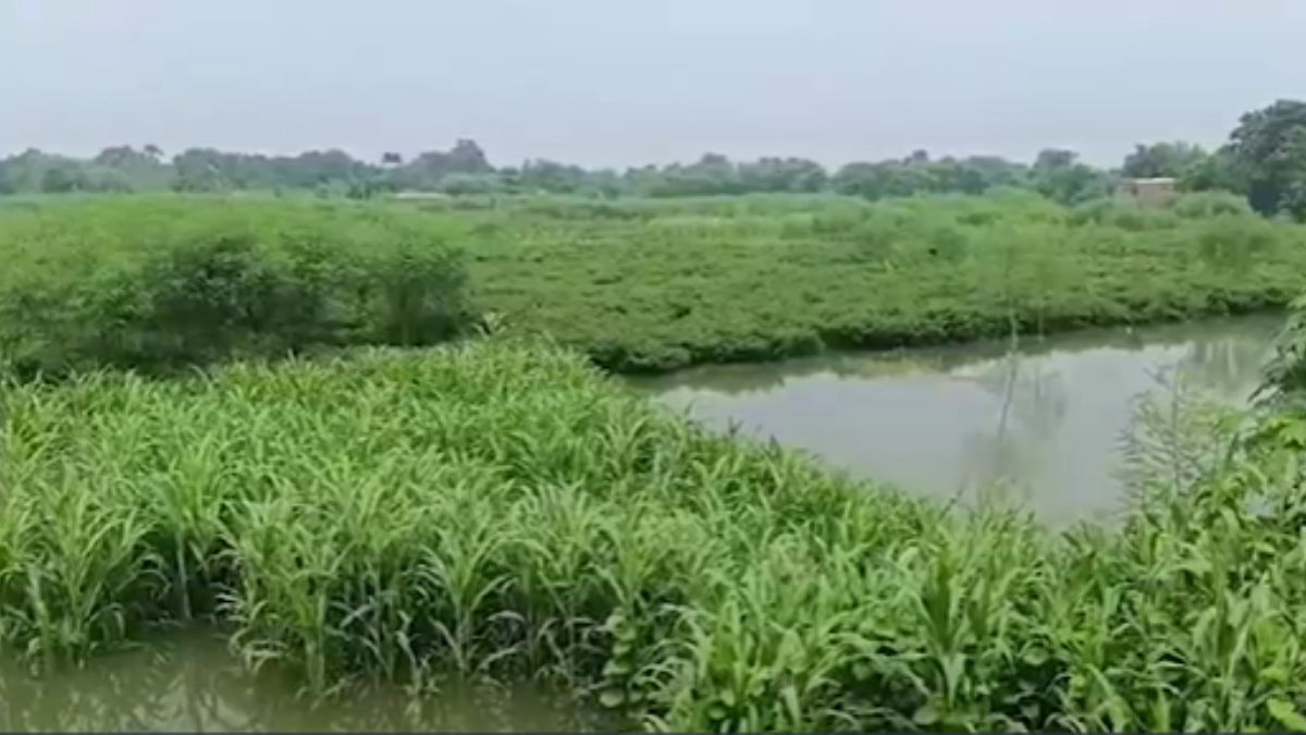मक्का और मिर्च की फसल बर्बाद