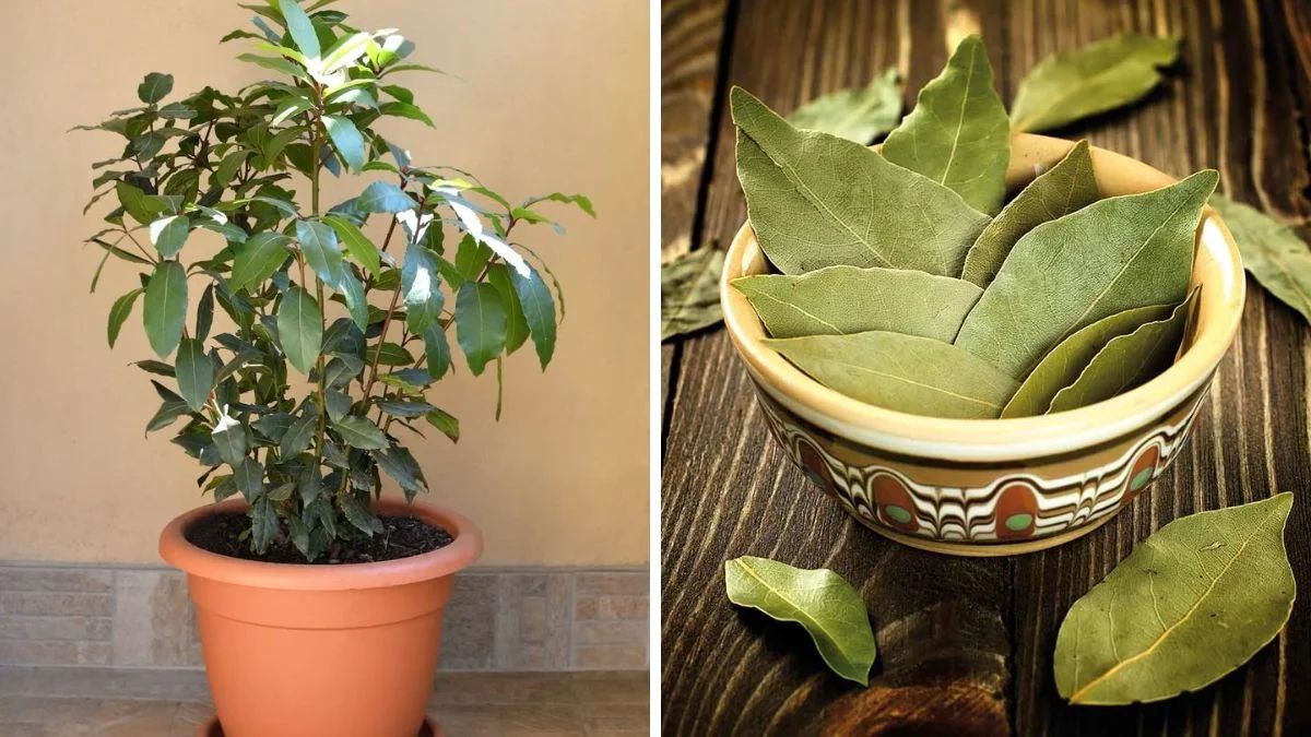 घर में आसानी से उगाएं तेजपत्ता