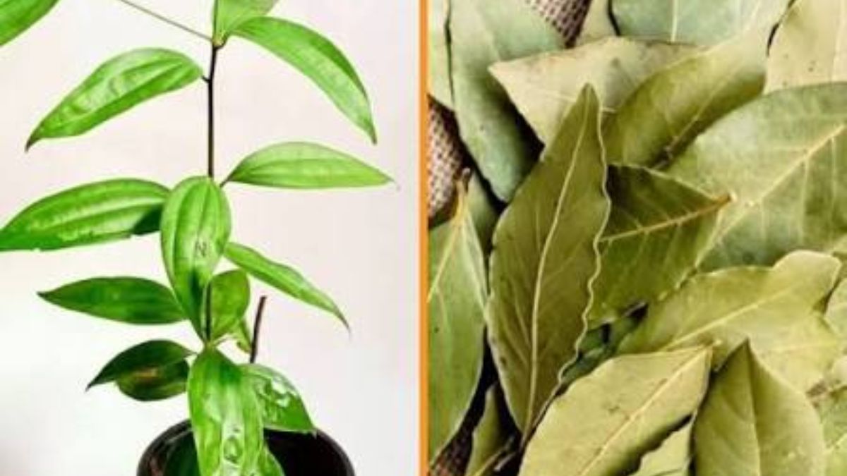 कटिंग से भी तैयार कर सकते हैं पौधा