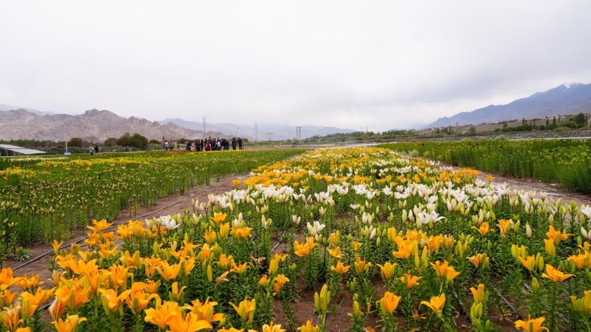Ladakh Flower Farming