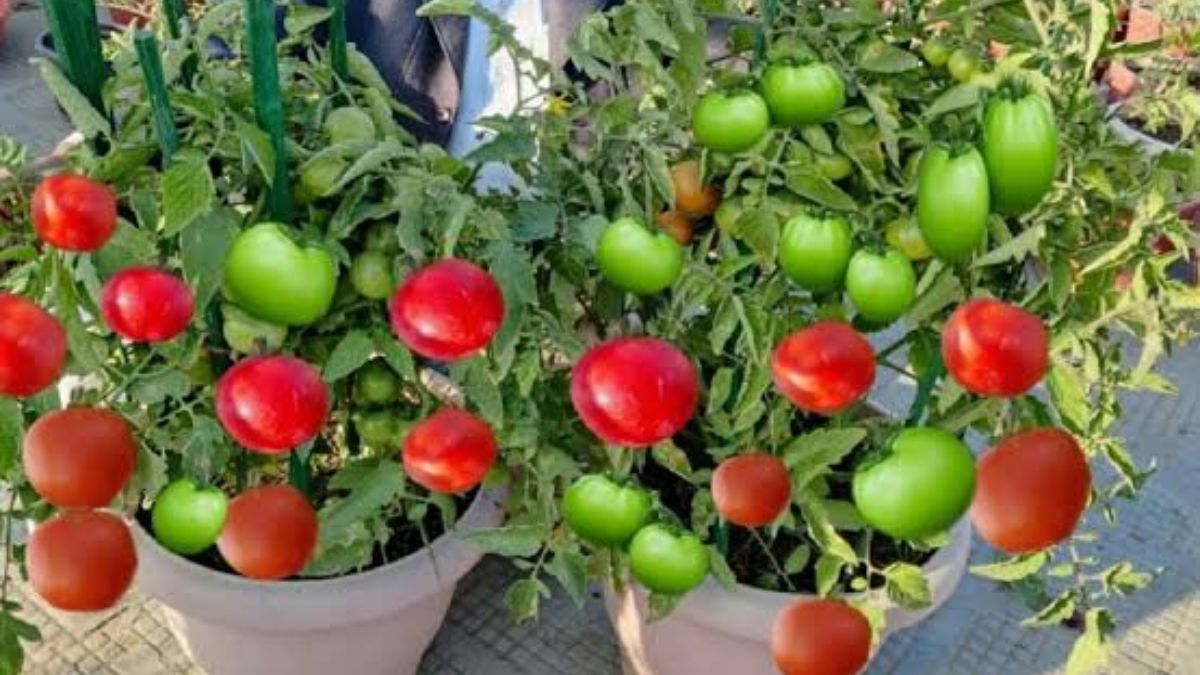 कम जगह में शुरू करें टमाटर की गार्डनिंग
