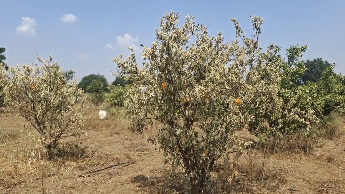 मोसंबी के बागानों पर सूखे का कहर