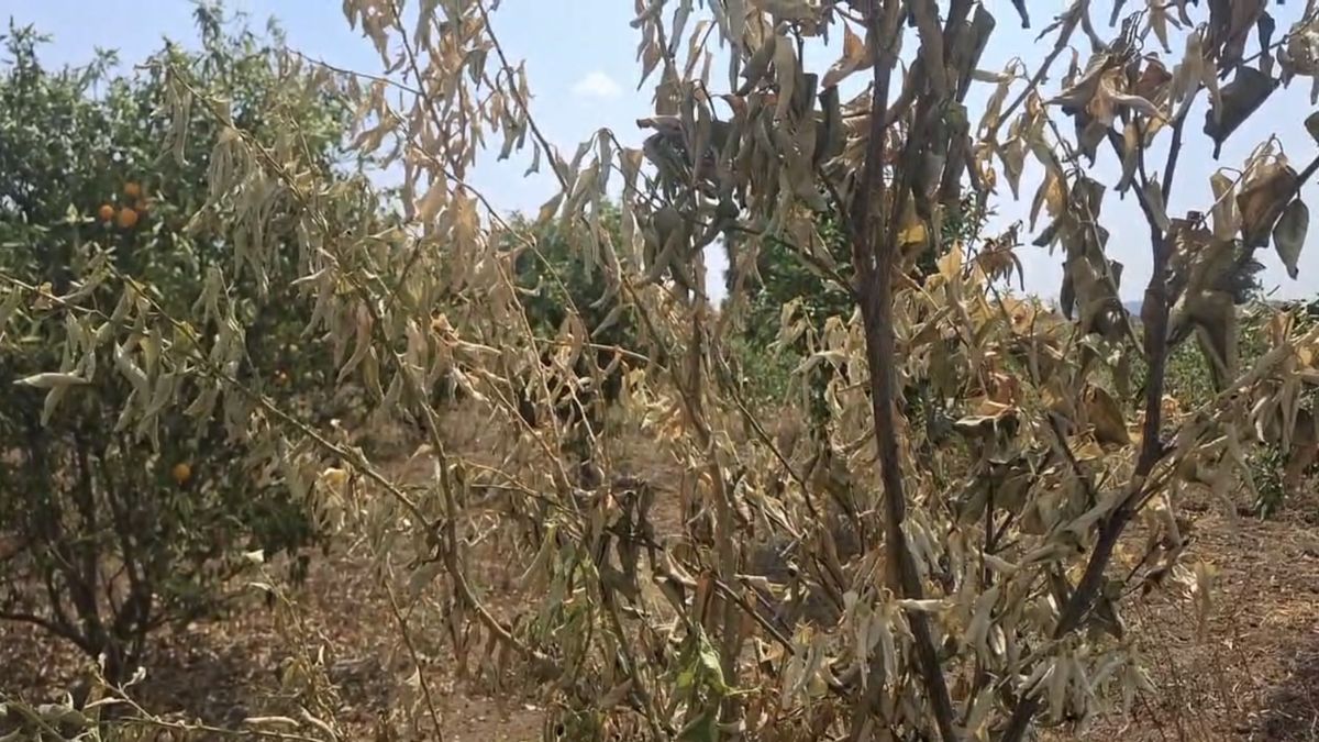 पानी की कमी से जूझ रहा जालना जिला