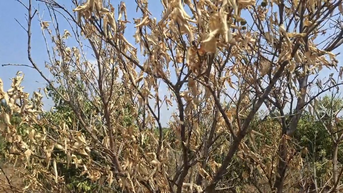 लाखों रुपये खर्च करके भी फसल बचाना मुश्किल