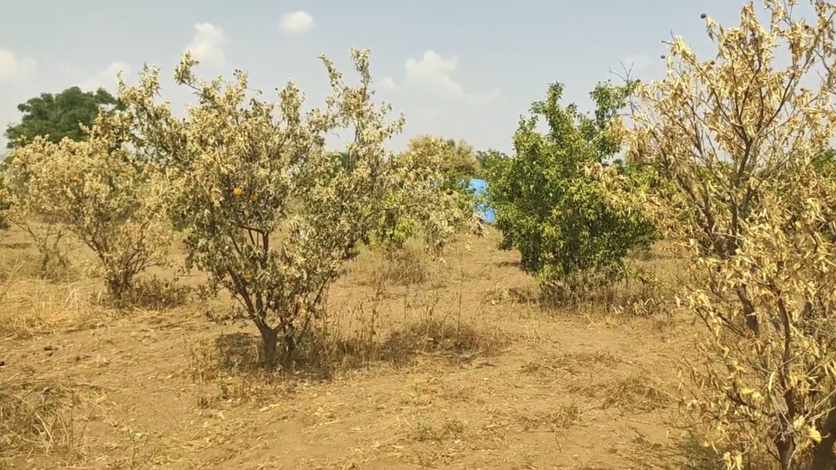 पशुओं के लिए चारे की बढ़ रही समस्या
