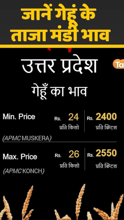 wheat mandi bhav