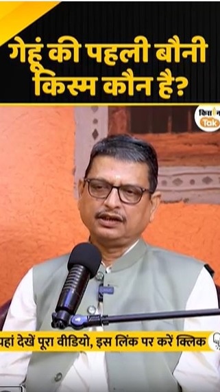 गेहूं की पहली बौनी किस्म