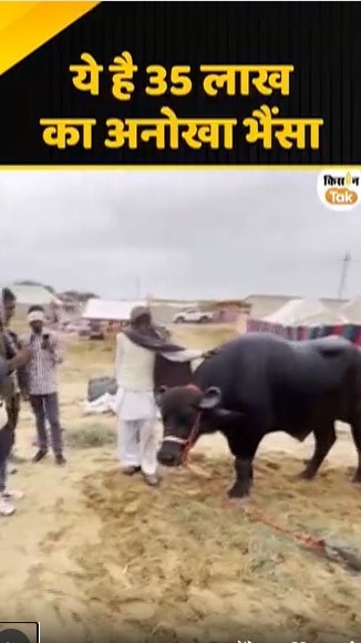 अनोखा भैंसा