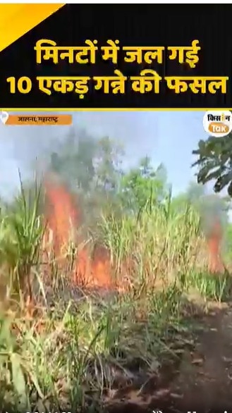 गन्ने की फसल