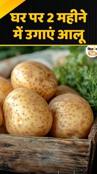 घर में आलू उगाएं
