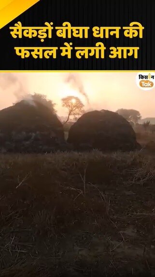 धान की फसल