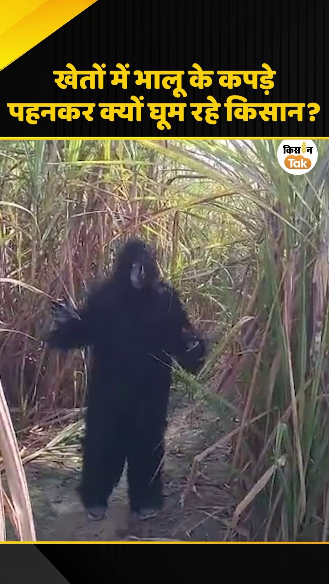 Farmers adopt a unique method