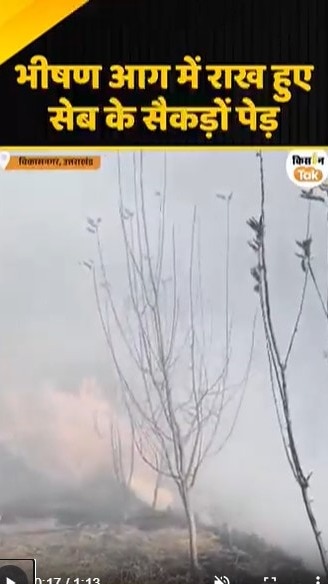 सेब के सैंकड़ों पेड़