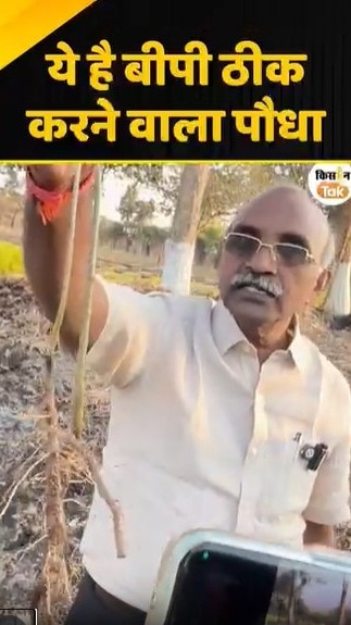 बीपी ठीक करने वाला पौधा