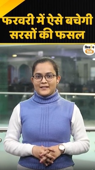 सरसों की फसल