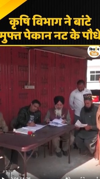 पेकान नट के पौेधे