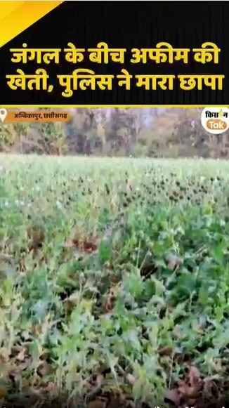 अफीम की खेती