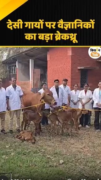 देसी गायों पर वैज्ञानिकों का बड़ा ब्रेकथ्रू