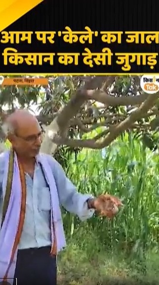 आम पर 'केेले' का जाल