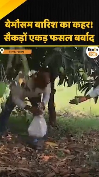 सैकड़ों एकड़ फसल बर्बाद