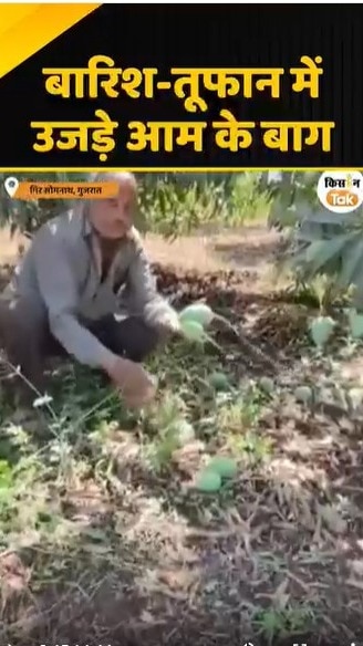 आम के बाग