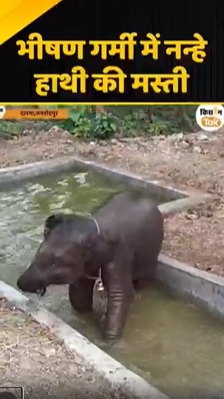 नन्हें हाथी की मस्ती