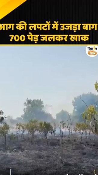 700 पेड़ जलकर खाक