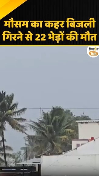बिजली गिरने से 22 भेड़ों की मौत