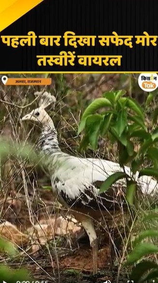 सफेद मोर