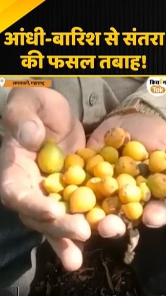 संतरा की फसल तबाह