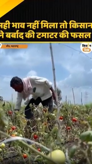 टमाटर का भाव