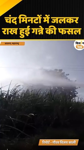 sugarcane 