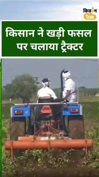 खड़ी फसल पर चलाया टैक्टर