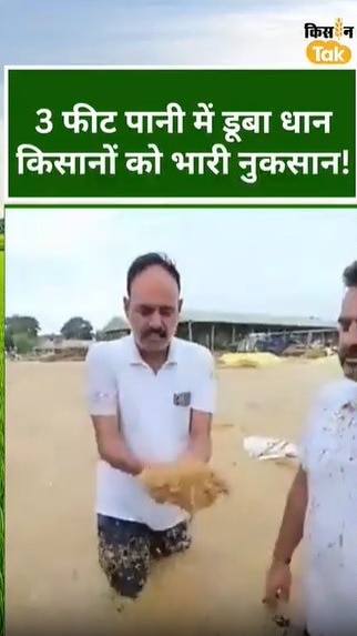 धान उपज को भारी नुकसान