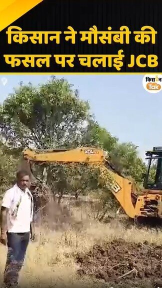 मोसंबी के बाग 