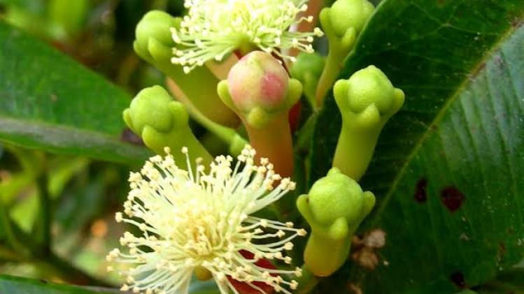 Clove Farming: लौंग की खेती कर किसान कमा सकते हैं मोटा मुनाफा, यहां जानें इससे जुड़ी टिप्स 