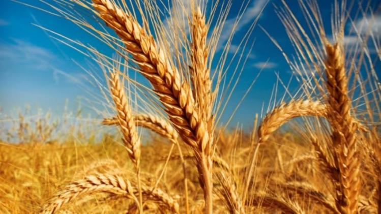 Barley Varieties : दिसंबर में जौ की इन किस्मों की करें बुवाई, होगी अच्छी पैदावार  