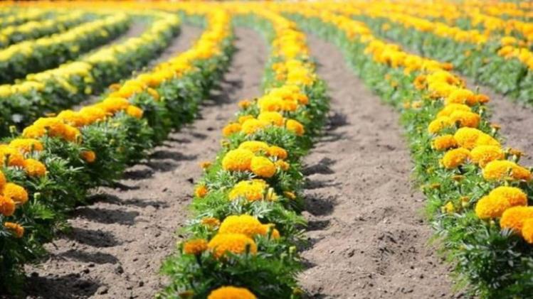 जानें गेंदा की खेती करने का सही तरीका और उन्नत किस्म - Marigold Farming know varieties and methods to earn profit -