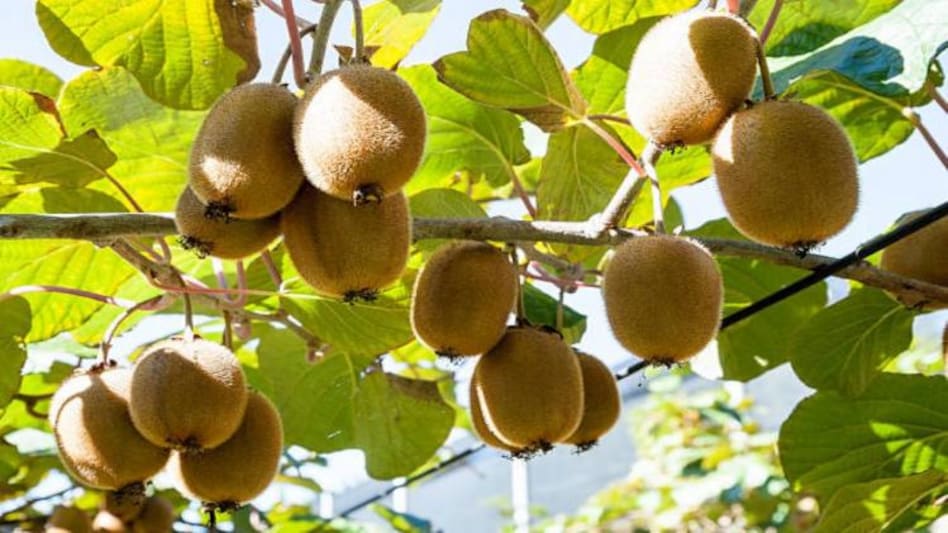 Kiwi Fruit: बम्पर कमाई के लिए करें कीवी की खेती, यहाँ मिलेगी इसकी पूरी जानकारी - kiwi farming is Chance to earn big profit know all details about Kiwi Farming -