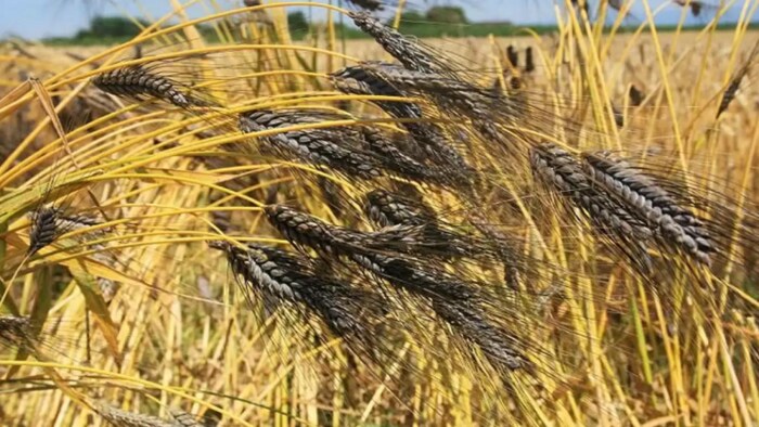Black Wheat Farming