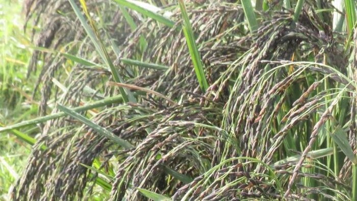 काला नमक धान