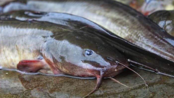 थाई मांगुर मछली