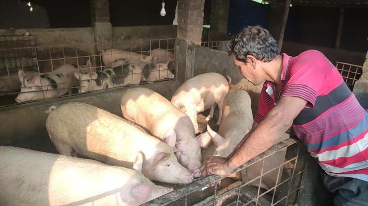 Pig Farming:सूअर पालन कर किसान कमाएं मोटा मुनाफा, जानिए कैसे राह बनेगी आसान 