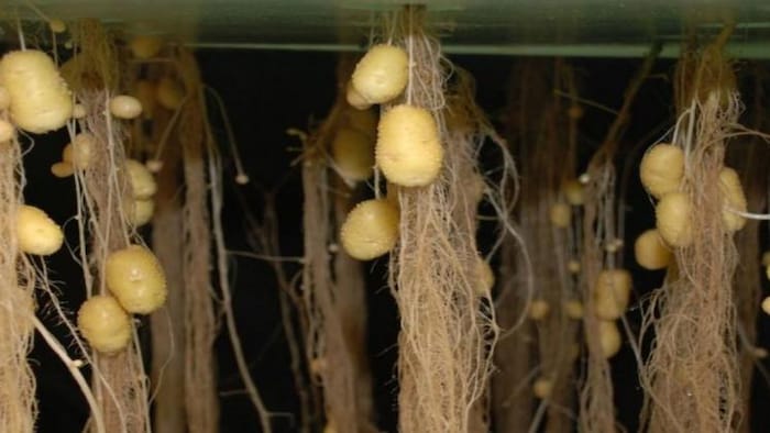 एरोपोनिक तकनीक