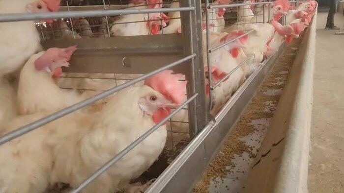 poultry