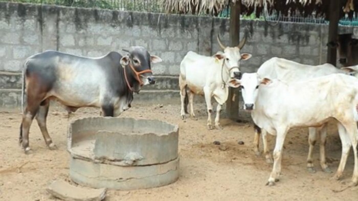 आंध्र प्रदेश की पुंगनूर गाय