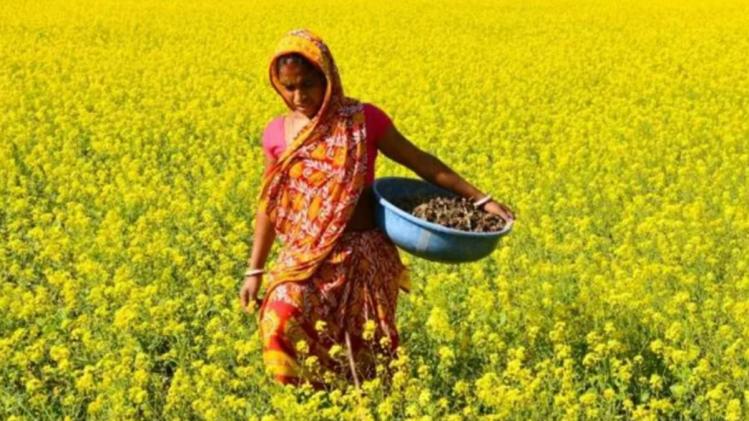 क्या होते हैं जीएम बीज, क्या है जीएम सरसों से जुड़ा विवाद, जानें पूरी बात