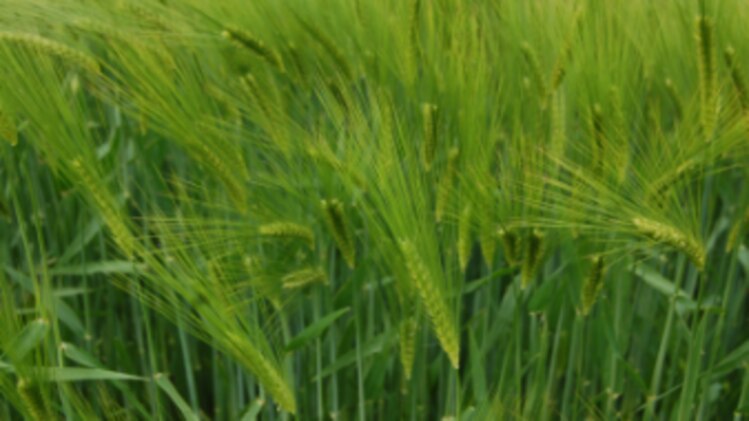Varieties of Barley: कम लागत में अच्छी पैदावार के लिए करें जौ के इन 3 किस्मों की खेती, उपज 50 क्विंटल प्रति हेक्टेयर तक
