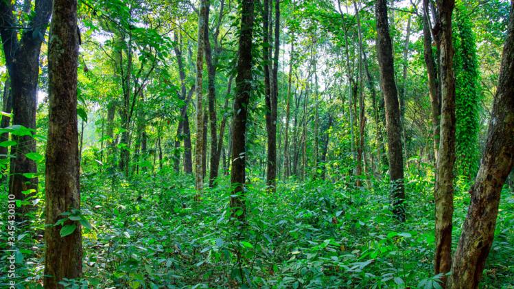 ये 4 हैं प्रमुख इमारती लकड़ियां, जानें कौन है इस सूची में शामिल ये 4 हैं प्रमुख इमारती लकड़ियां, जानें कौन है इस सूची में शामिल